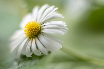macro of daisy flower with a blurred background