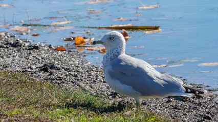 A single seagull stays in the water for hunting, bathing and resting.