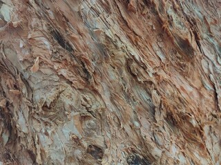 tree bark texture