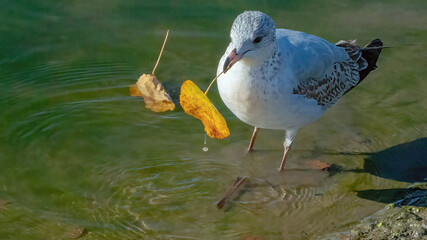 A single seagull stays in the water for hunting, bathing and resting.