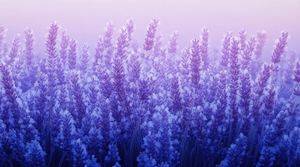 Lavender blooming in tranquil field at sunrise nature photography serene landscape close-up view