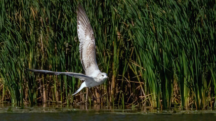 A single seagull flying over the calm lake.