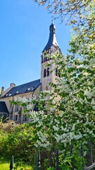 Large shrubs of Prunus padus bloom with white flowers in spring in gardens and parks