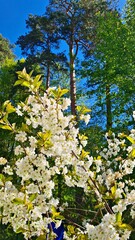 Large shrubs of Prunus padus bloom with white flowers in spring in gardens and parks