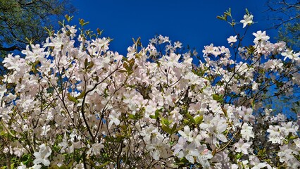 Large shrubs of Prunus padus bloom with white flowers in spring in gardens and parks