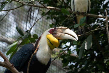 Close up of a great hornbill in captivity