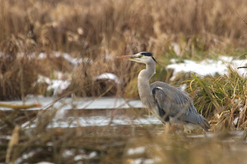 Grey heron (Ardea cinerea). Grey heron in the lake on the morning time at autumn. Heron in a nature, wildlife.