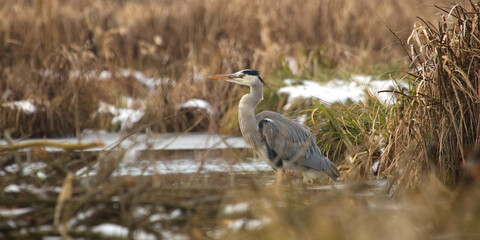 Grey heron (Ardea cinerea). Grey heron in the lake on the morning time at autumn. Heron in a nature, wildlife.