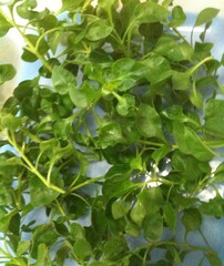Obraz premium Brazilian Spinach, Sissoo Spinach, Samba lettuce, Amaranthace