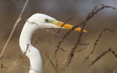 Ardea alba closeup, white heron portrait. Great White Egret in hunt on the lake, (Ardea Alba).