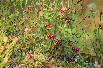 lingonberries and blueberries hang on bushes in an autumn forest on a sunny day