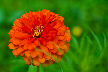 orange dahlia flower