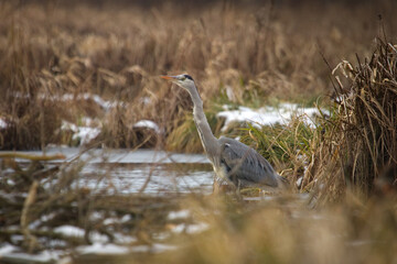 Grey heron (Ardea cinerea). Grey heron in the lake on the morning time at autumn. Heron in a nature, wildlife.