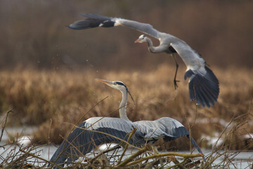 Grey heron (Ardea cinerea). Blue heron with open wings. Grey heron in flight. heron in the lake on the morning time at autumn.