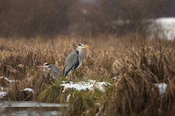 Fototapeta premium Grey heron (Ardea cinerea). Grey heron in the lake on the morning time at autumn. Heron in a nature, wildlife.