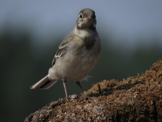 Colorful bird in the wild
