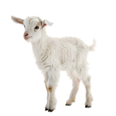 Lamb standing up isolated on a white background
