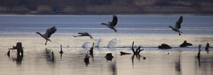 Flying geese, departing geese with sky on the background. Greylag gooses flying. Flying birds. Lake landscape.