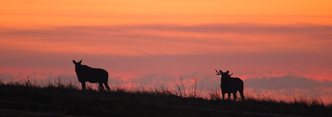 Moose migration on the sunrise. Alces alces. Sunrise landscape. Sunset sunrise beautiful sky. Long...