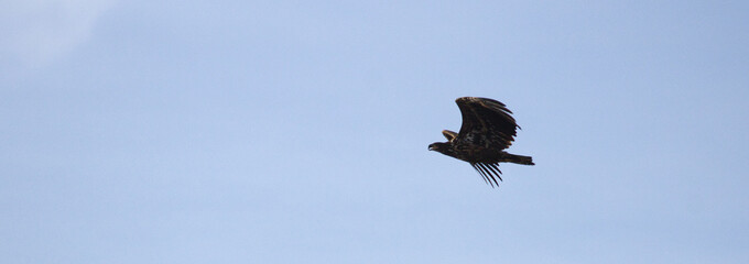 White tailed eagle in flight on blue sky. Eagle on the sky. Haliaeetus albicilla.