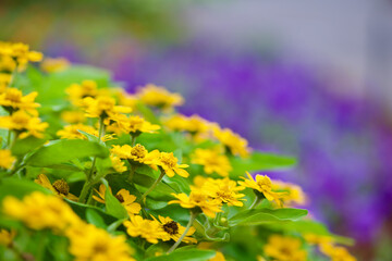 Obraz premium yellow flowers in a field