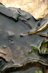 Pollution avec des déchets dans la nature