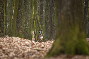 Obraz premium Roe deer on the deep forest at the evening. ( capreolus capreolus ). Roe standing among the trees.