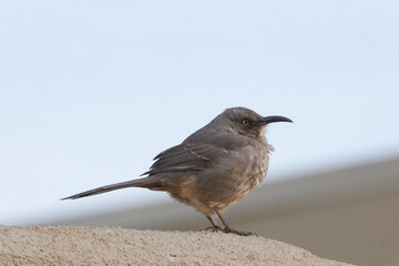 Curved billed thrasher bird sitting on a wall