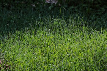 green grass background
