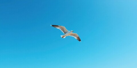Obraz premium A solitary seabird glides effortlessly against a vibrant azure sky, wings outstretched in graceful flight, a breathtaking display of avian freedom and natural beauty.