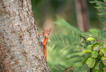 Red Squirrel peeping round the side of a tree.