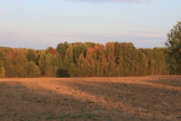 Fototapeta premium plowed field on the edge of autumn forest