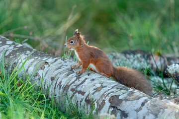 Fototapeta premium Generated image