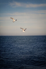rich seascape with two flying seagulls