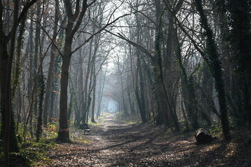 Bois forêt en hiver