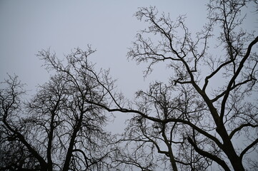 Branches arbres hiver