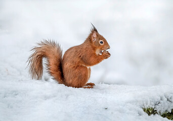 Red Squirrel standing up in the snow eating a hazelnut, close up in the winter