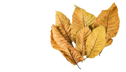 Detailed cutout of yellowish leaves with clipping paths on white background allowing for easy editing. Perfect for digital art, nature inspired designs, and environmental themed projects.
