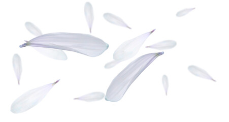 Many flying flower petals on white background