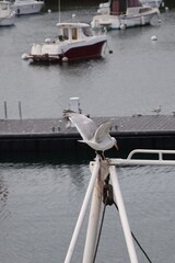 Seagull standing on a mast in the harbor