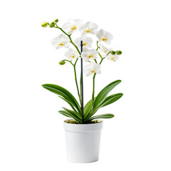 Delicate Potted Wild Orchid in White Pot Isolated on Transparent Background