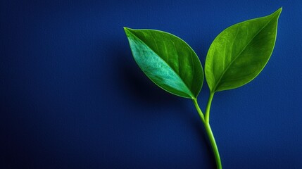 Fototapeta premium Fresh leaves on dark background