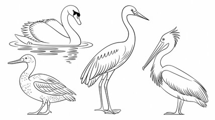 Obraz premium Hand-Drawn Bird Illustrations. Elegant Swan, Heron, Duck, and Pelican Designs