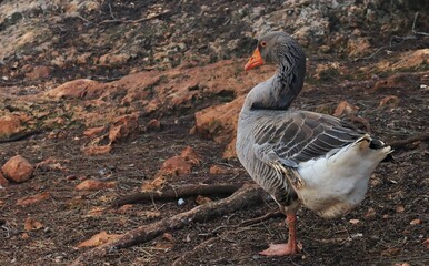 goose on the beach