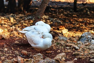 white gees in the forest