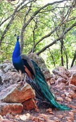 Fototapeta premium peacock in the park