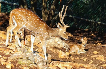 deer in the woods