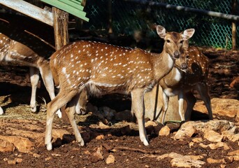 deer in the forest