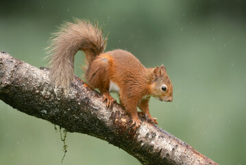 Red Squirrel on a branch close up