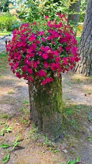 Beautiful flowering petunia in pot is installed on large stump of cut tree in courtyard of the estate